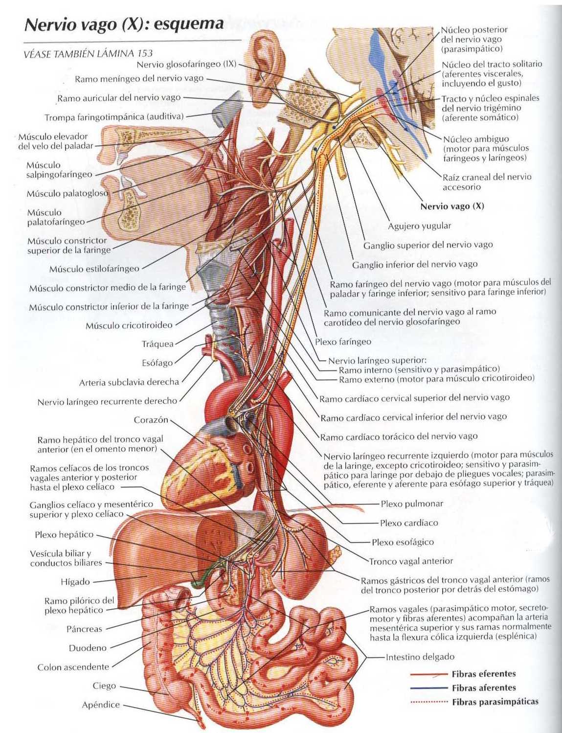 Anatomía Nervio Vago (Origen Real Aparente Trayecto, Ramos Colaterales